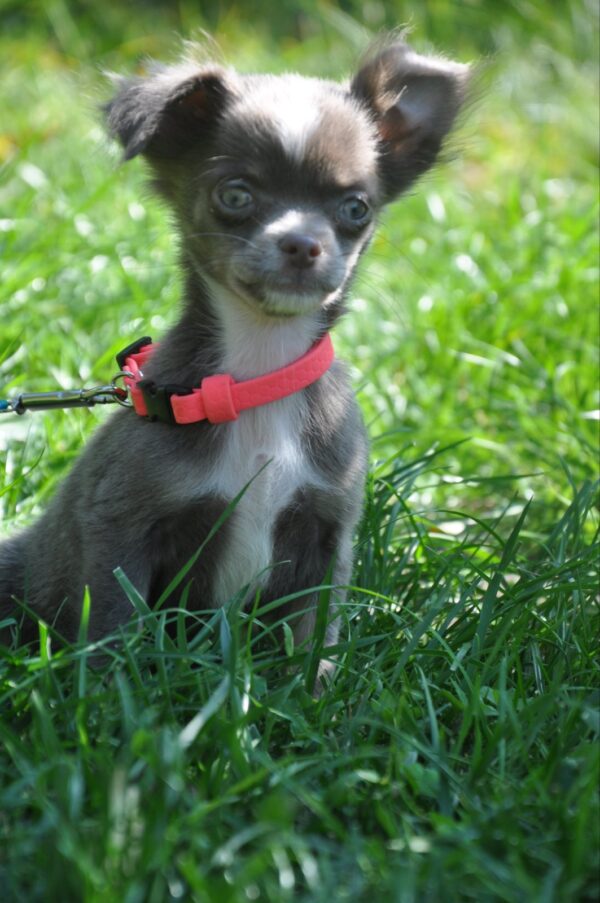 Alicia Chihuahua