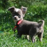 Alicia-female-chihuahua-puppy-for-sale-1 (3)