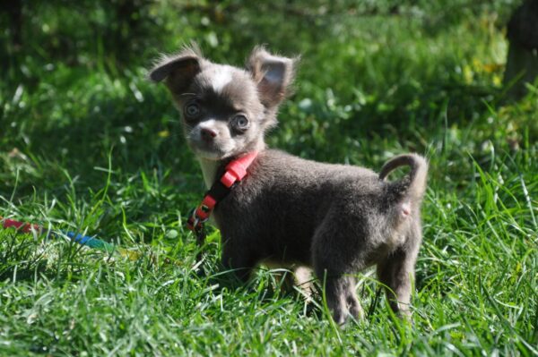 Alicia Chihuahua