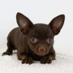 Archimedes Chihuahua
