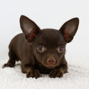 Am Chihuahua