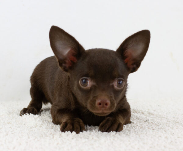 Am Chihuahua
