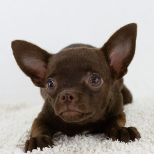 Amadeus Chihuahua