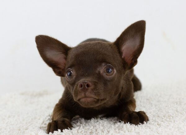 Amadeus Chihuahua