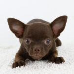 Buffy Chihuahua