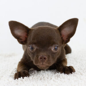 Amadeus Chihuahua