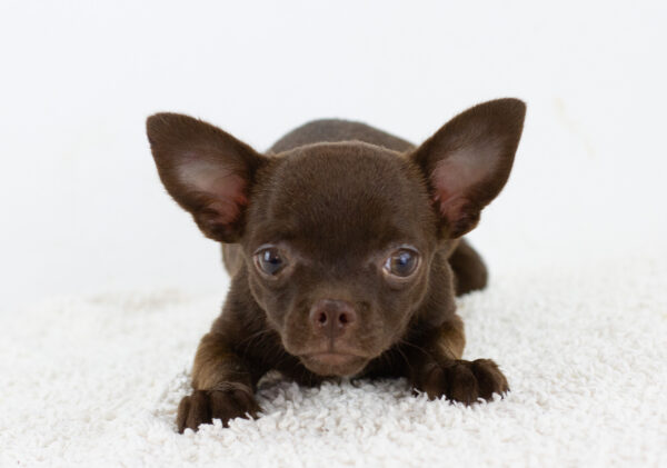 Amadeus Chihuahua