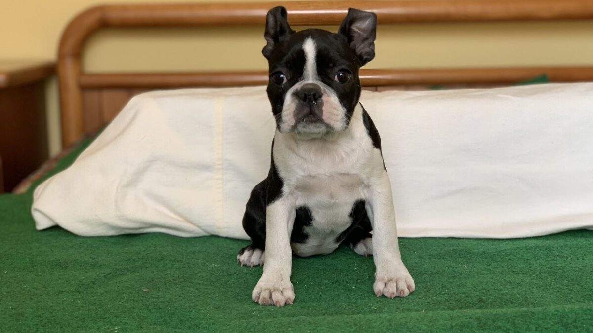 Boston Terrier Dogs and Puppies for sale