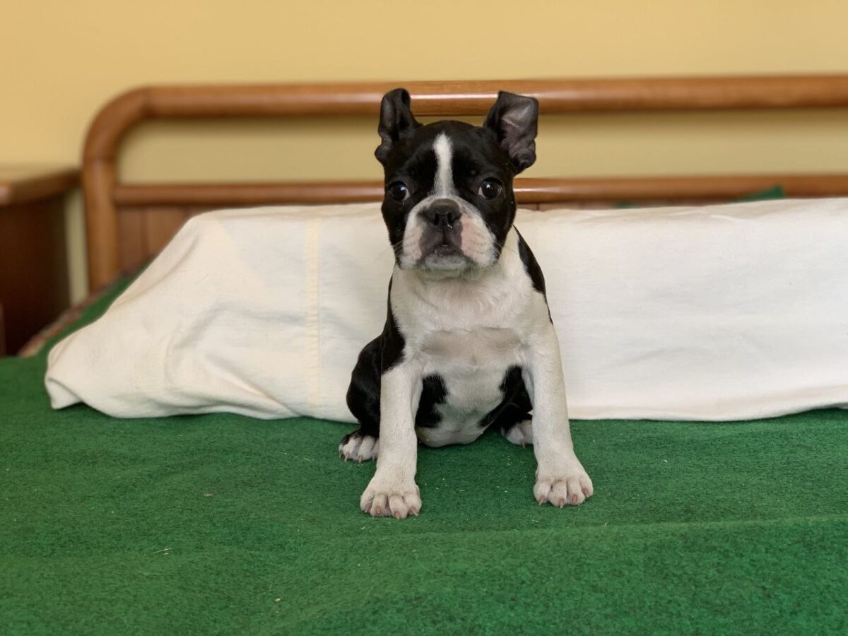 Boston Terrier Dogs and Puppies for sale