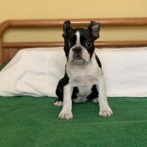 Amura Boston Terrier