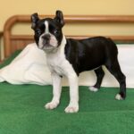 Amura-Boston-female-puppy-for-sale-2