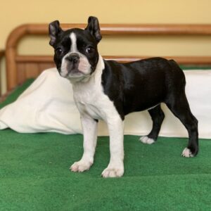 Amura Boston Terrier