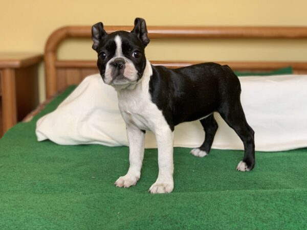 Amura Boston Terrier
