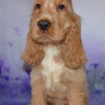 Archie-male-English-Cocker-Spaniel-puppy-for-sale-1