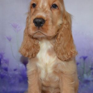 Archie English Cocker Spaniel