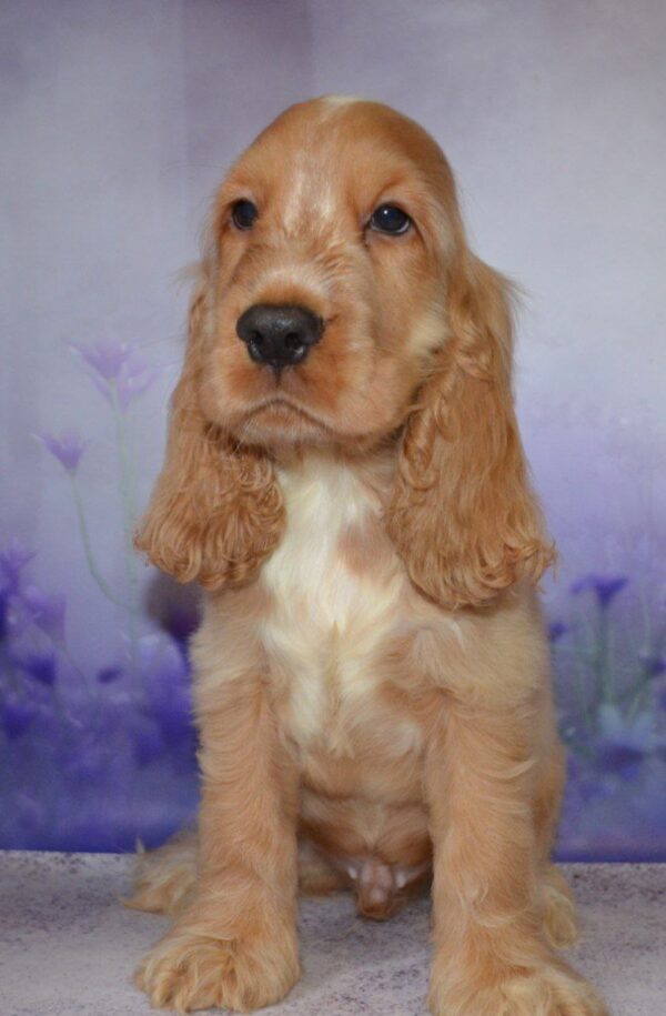 Archie English Cocker Spaniel