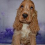 Archie-male-English-Cocker-Spaniel-puppy-for-sale-2