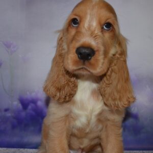 Archie English Cocker Spaniel