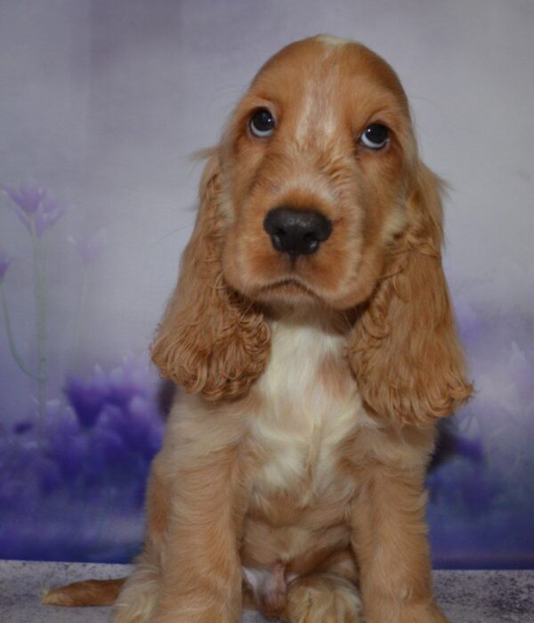Archie English Cocker Spaniel