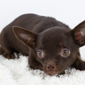 Archimedes Chihuahua