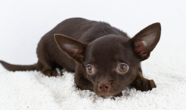 Archimedes Chihuahua