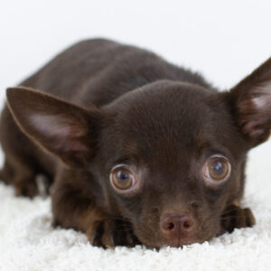 Archimedes Chihuahua