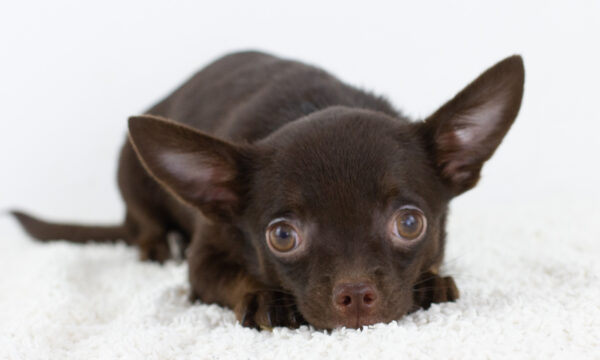 Archimedes Chihuahua