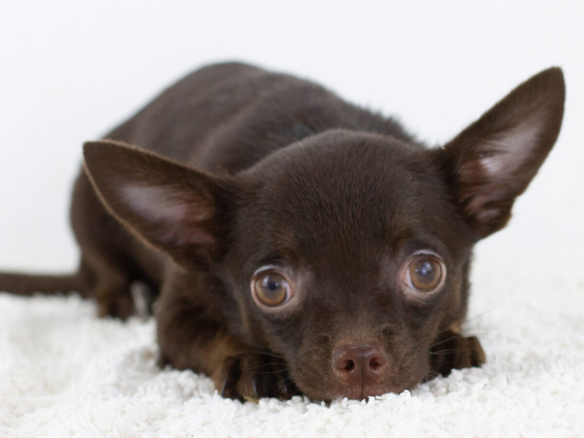 Chihuahua Dogs and Puppies for sale