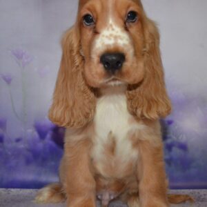 Arnie English Cocker Spaniel