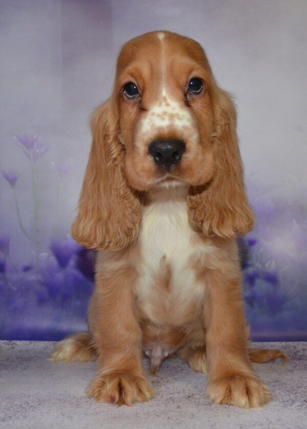 Arnie English Cocker Spaniel