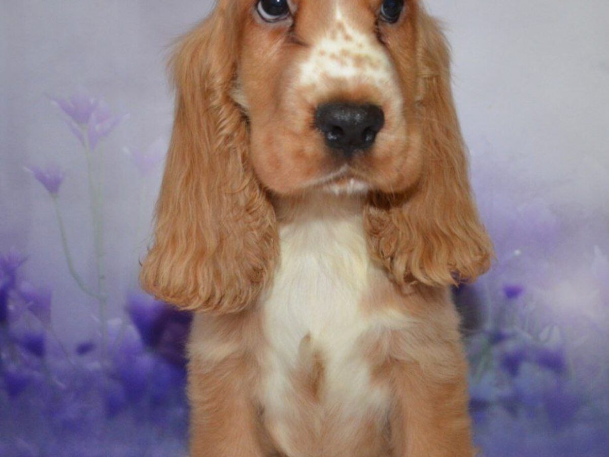 English Cocker Spaniel Dogs and Puppies for sale