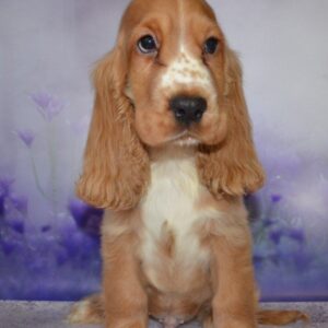 Arnie English Cocker Spaniel