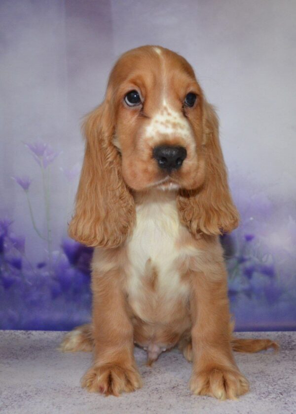 Arnie English Cocker Spaniel