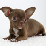 Archimedes Chihuahua