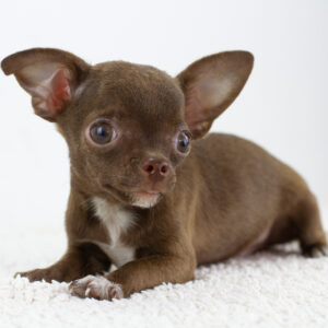 Askold Chihuahua