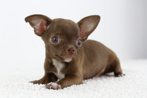 Askold Chihuahua
