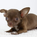 Askold-male-chihuahua-puppy-for-sale-1 (2)