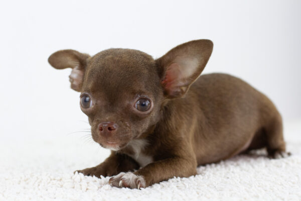Askold Chihuahua
