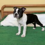 Aston-Boston-male-puppy-for-sale-1