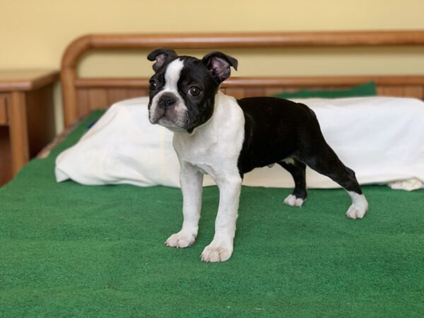 Aston Boston Terrier