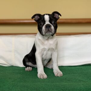 Aston Boston Terrier
