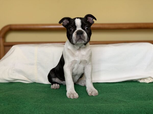 Aston Boston Terrier