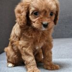 Bailey-female-Cavapoo-puppy-for-sale-1