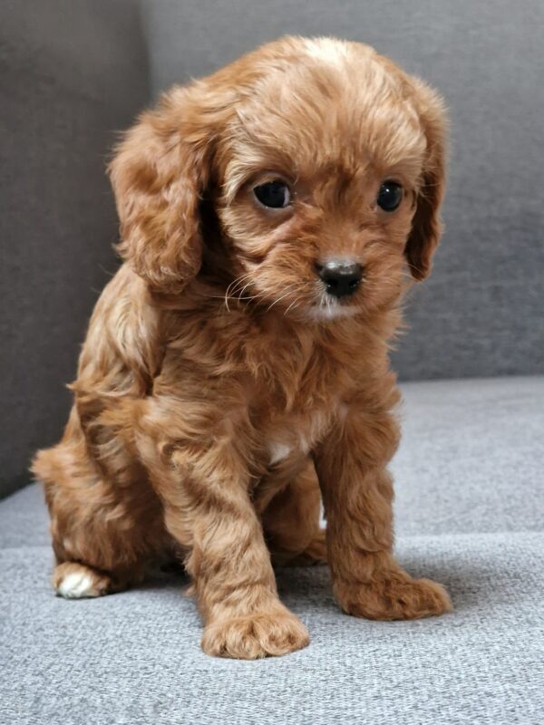 Bailey Cavapoo