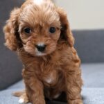 Bailey-female-Cavapoo-puppy-for-sale-2