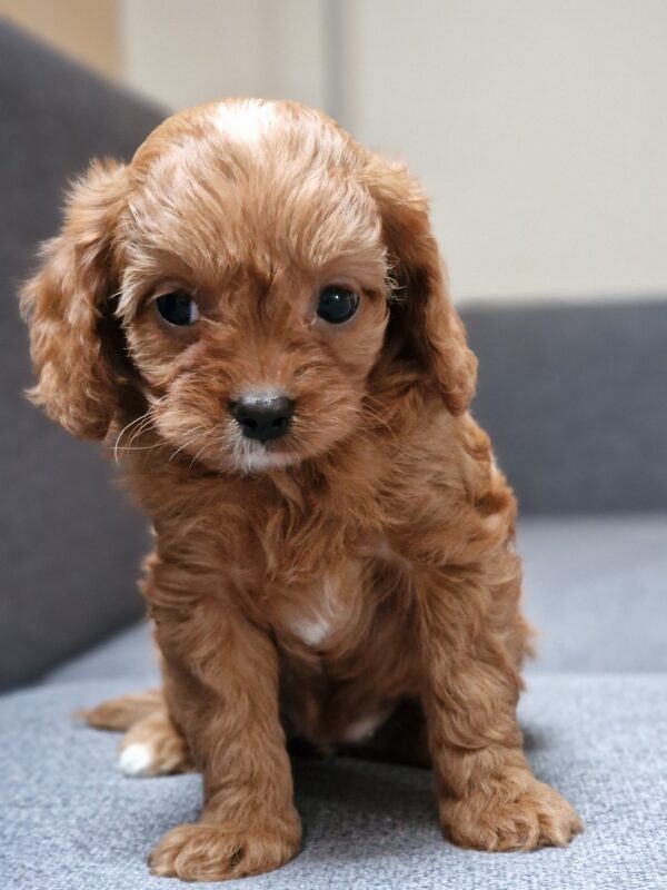 Bailey Cavapoo