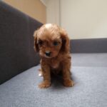 Bailey-female-Cavapoo-puppy-for-sale-3