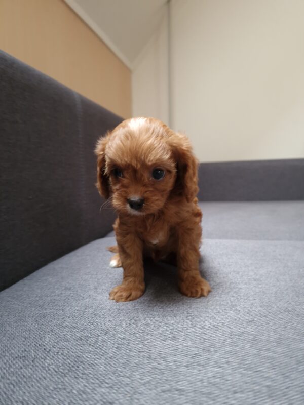 Bailey Cavapoo