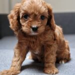 Orso Cavapoo