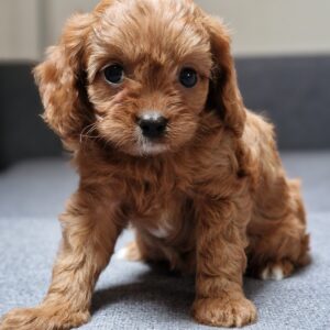 Bailey Cavapoo